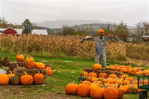Fall Activities