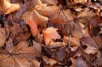 Fall Leaves on Ground