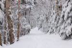 Winter Walkway